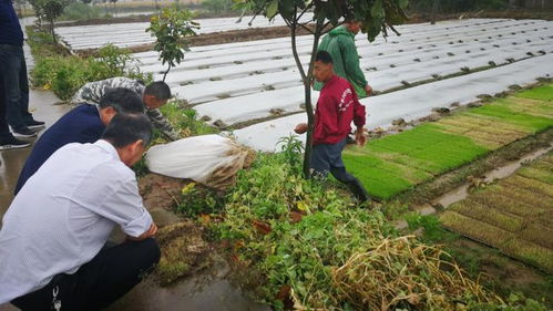 農技服務送上門 信息技術守護糧袋子菜籃子